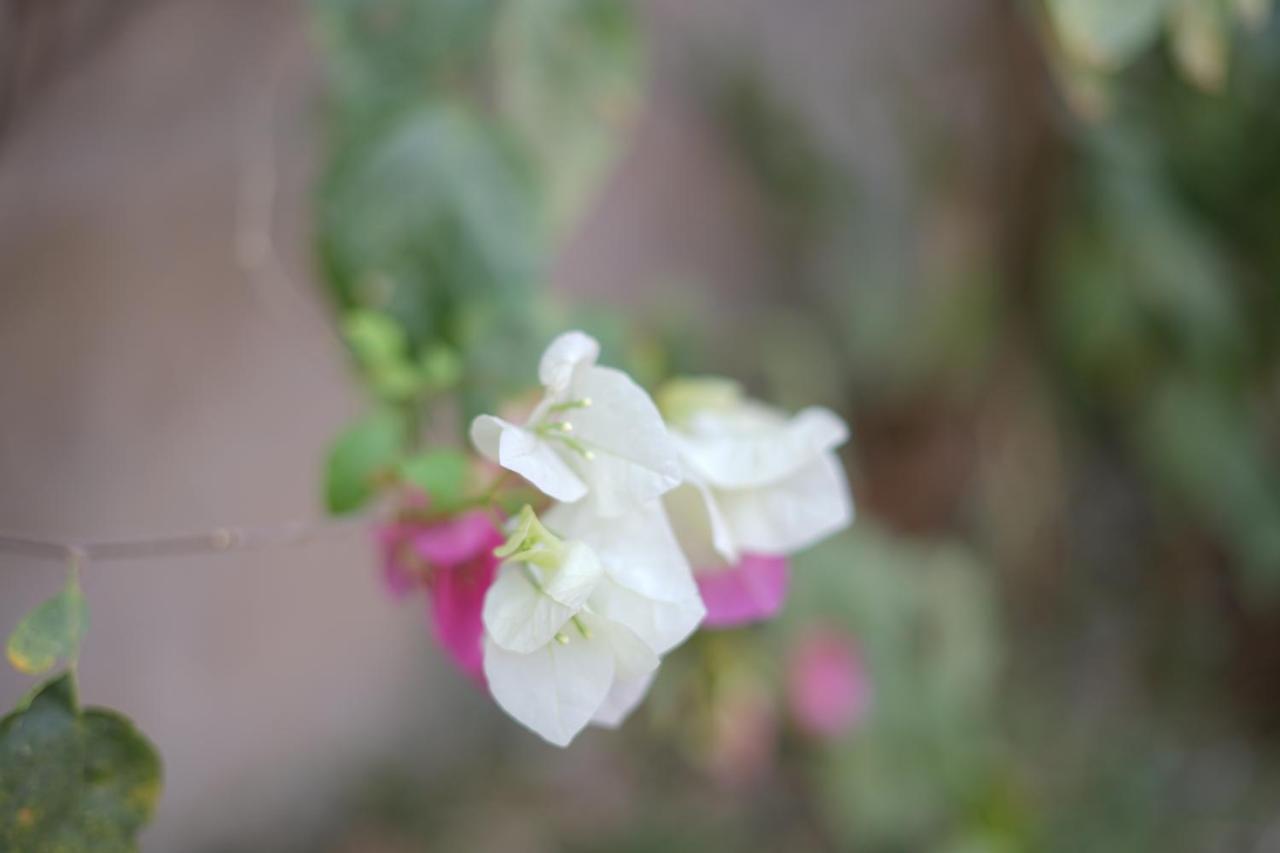Villa Amarant - Private Garden With Pool Retreat Sanyang Εξωτερικό φωτογραφία